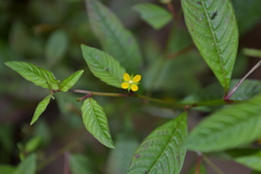Ludwigia hyssopifolia